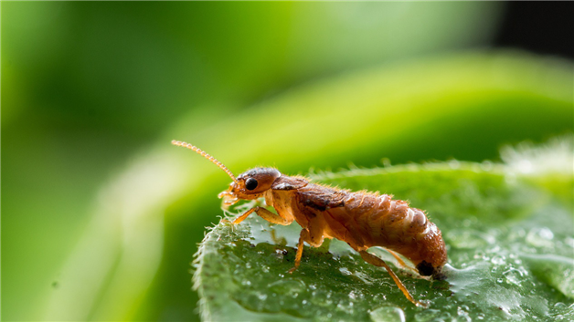水蚁和白蚁的区别?有什么办法赶走水蚁?