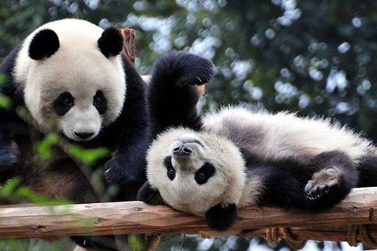 大熊猫的特点与简介,大熊猫吃人吗?