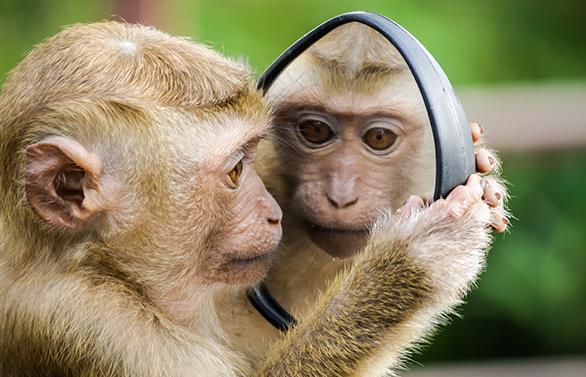 猴脑营养价值高吗?油泼猴脑是什么?吃一顿猴脑大约多少钱