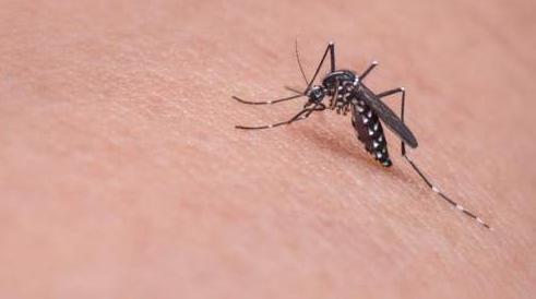 为什么有些人招蚊子?特别招蚊子是不是血液有问题?