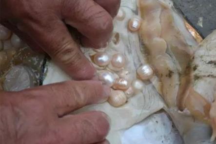 什么是珍珠?怎么辨别珍珠是真是假?如何判断珍珠的品质?