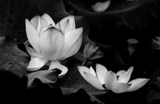 为什么黑色花卉很少见?自然界黑色的花有哪些?