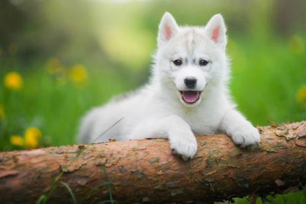 小狼狗和小奶狗是什么意思?有什么区别哪个好?