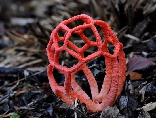 盘点世界上最奇特,最罕见的十五种蘑菇