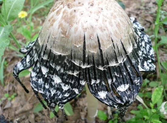 盘点世界上最奇特,最罕见的十五种蘑菇