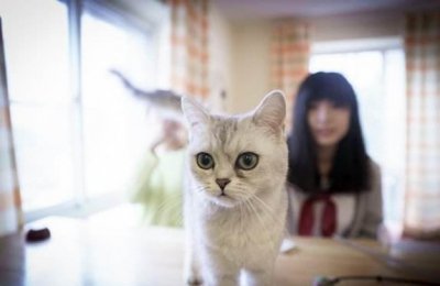 女人养猫阴气重是真的吗，猫确实会带给主人一种阴森的感觉