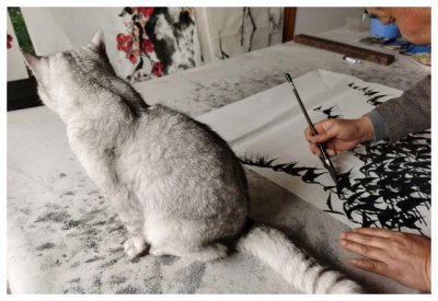 女人养猫阴气重是真的吗，猫确实会带给主人一种阴森的感觉