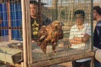 鸡笼警告是什么梗，将说话做事太骚气的人关进鸡笼