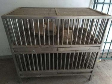鸡笼警告是什么梗，将说话做事太骚气的人关进鸡笼
