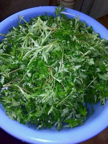 清明粿的草叫什么，分别是野艾、泥胡菜以及田艾