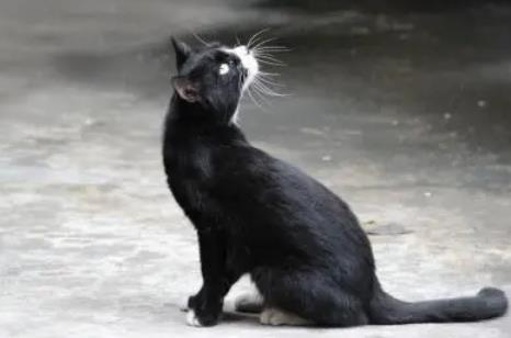 半夜猫叫有什么预兆，引魂猫叫第二天会死人
