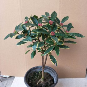 金边瑞香一年开几次花，一年只开一次花