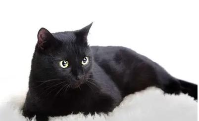 半夜猫叫有什么预兆，引魂猫叫第二天会死人