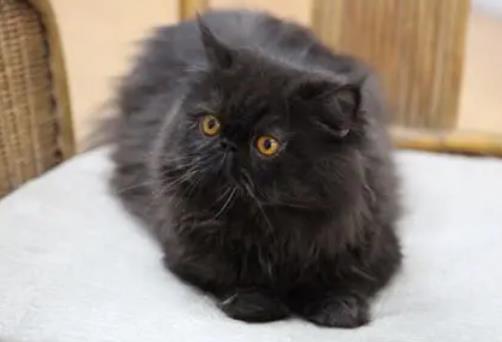 半夜猫叫有什么预兆，引魂猫叫第二天会死人