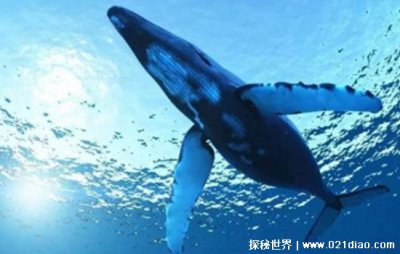 世界上最大的鲸鱼多少吨重，重达239吨的蓝鲸