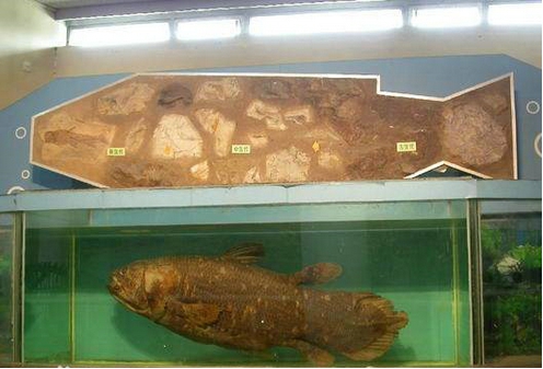 空棘鱼是人类的祖先真假，它为什么没有灭绝？