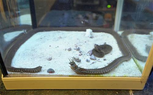 博比特虫吃人是真的假的，它们为什么会出现的鱼缸里？