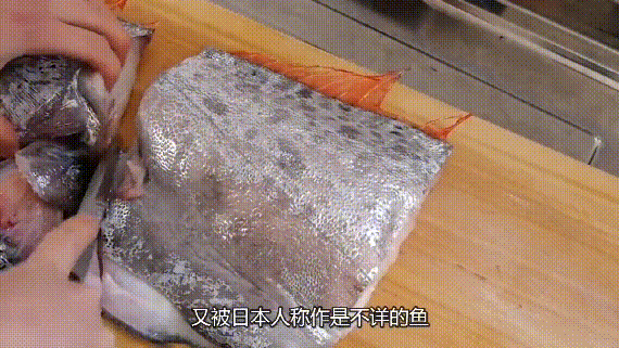 皇带鱼为什么叫地震鱼，皇带鱼最长有多少米？