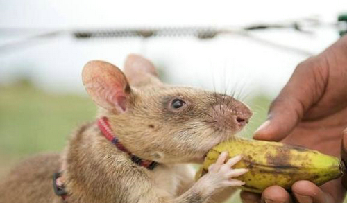 冈比亚鼠中国有卖的吗多少钱一只，能不能养？