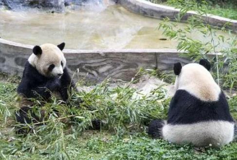 一天排便40次的动物是什么，大熊猫每15-20分钟排一次粪便