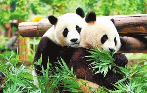 一天排便40次的动物是什么，大熊猫每15-20分钟排一次粪便