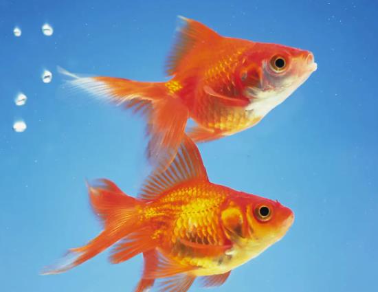 金鱼为什么会沉到水底下？养金鱼要打氧气吗