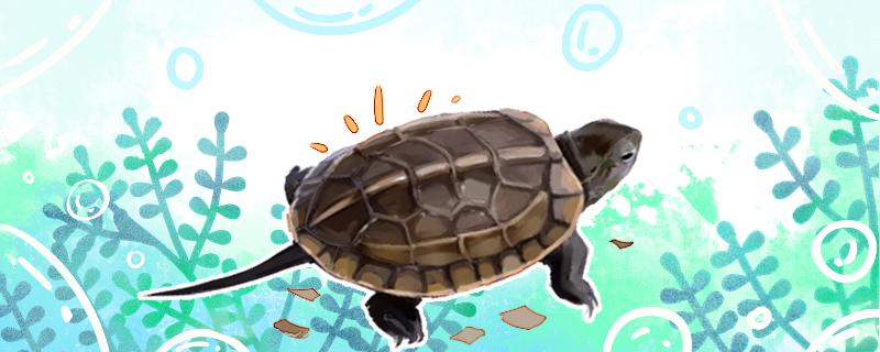 草龟晚上睡觉在水里还是岸上