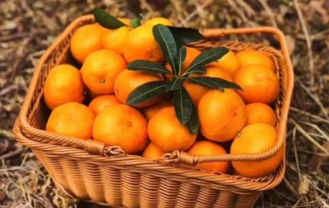 橘子为什么代表暗恋，千万不能随便送异性橘子