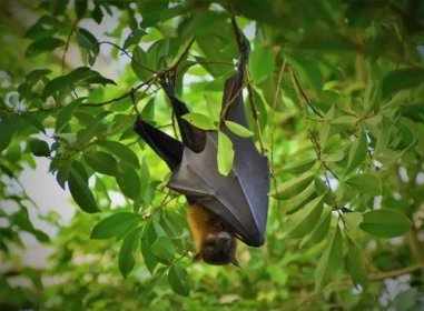 新冠肺炎真正的源头是蝙蝠吗，与其体内的冠状病毒基因序列很相似