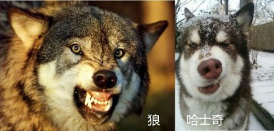 狼为什么不咬哈士奇，动物园中的狼经过驯化后野性大减
