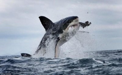 为什么鲨鱼怕海豚，海豚能够发出令鲨鱼难受的声波
