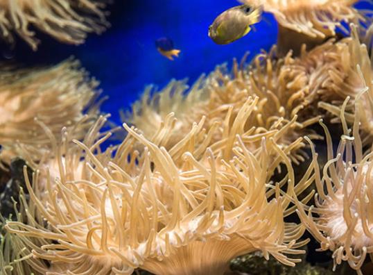寿命最长的海洋生物排名，灯塔水母可以永生、珊瑚最大寿命约4200岁