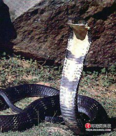 王蛇为什么不怕毒蛇，王蛇具有超强的蛇毒免疫力
