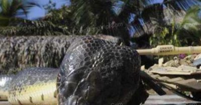 中国出现过最大的蛇有多大，缅甸岩蟒平均身长7米