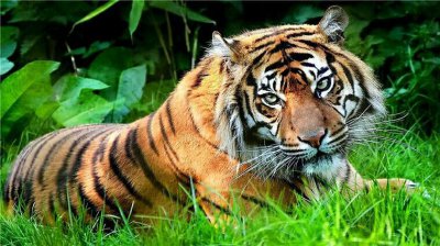 老虎头上为什么有王字，随机生成的的自然条纹