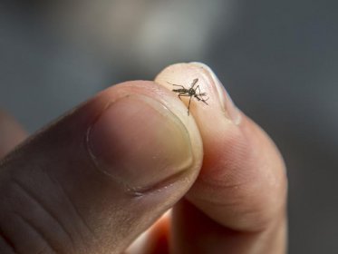 蚊子为什么要吸血，雌蚊必须靠吸血才能繁衍后代