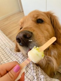 狗能吃雪糕吗，不要给狗狗喂食过多雪糕