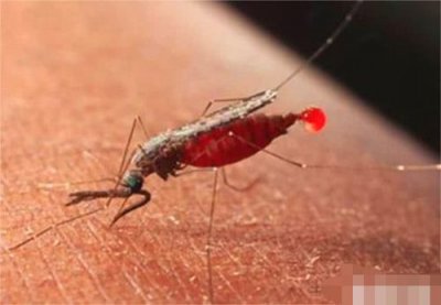 蚊子为什么要吸血，雌蚊必须靠吸血才能繁衍后代