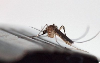 蚊子最怕的3个克星是什么，蜻蜓、青蛙、蜘蛛三种食肉性昆虫