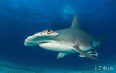 为什么鲨鱼怕海豚，海豚能够发出令鲨鱼难受的声波