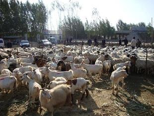 养羊50只一年赚多少钱，除去养殖成本可以赚3-6万左右