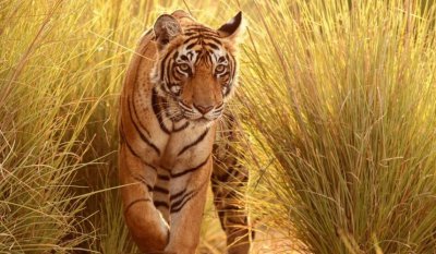 老虎头上为什么有王字，随机生成的的自然条纹