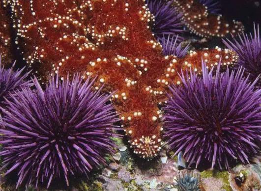 寿命最长的海洋生物排名，灯塔水母可以永生、珊瑚最大寿命约4200岁