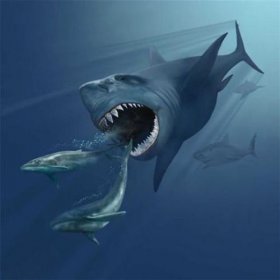 世界上最稀有的鲨鱼，短尾猫鲨为什么不吃海豚
