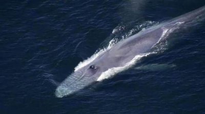 世界上最大的生物是什么东西，蓝鲸和密环菌属球茎