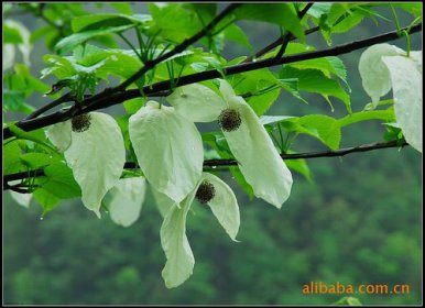 中国鸽子树指的是，珙桐为什么叫鸽子树