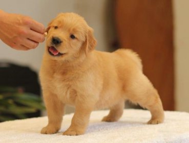 金毛犬多少钱一只幼崽，血统级的价格在5300至7800元之间
