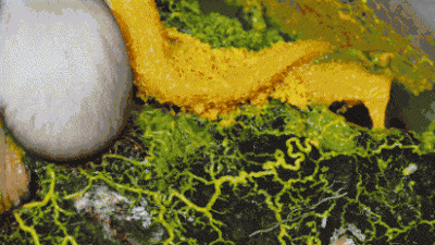 黏菌能吃吗，一种具有生理功能的菌群