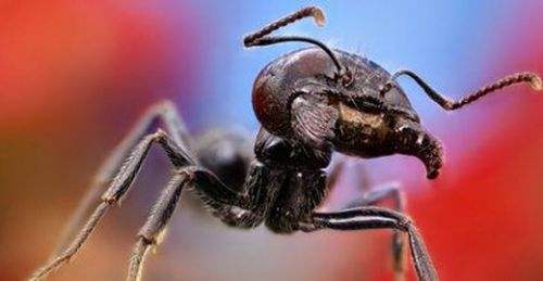 蚂蚁死亡漩涡的原因真相，解析蚂蚁为什么摔不死