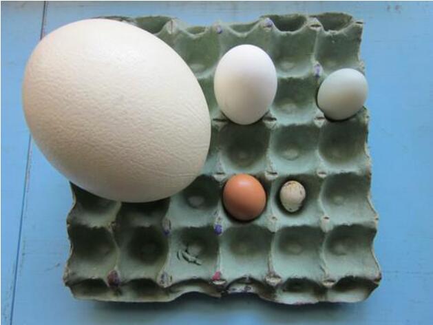 鸵鸟一年下几个蛋好吃吗？鸵鸟蛋卖多少钱一个